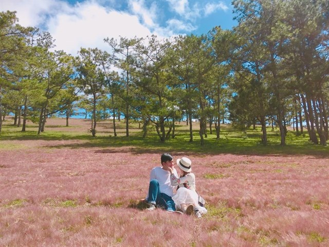 chụp ảnh cưới cánh đồng cỏ hồng đà lạt