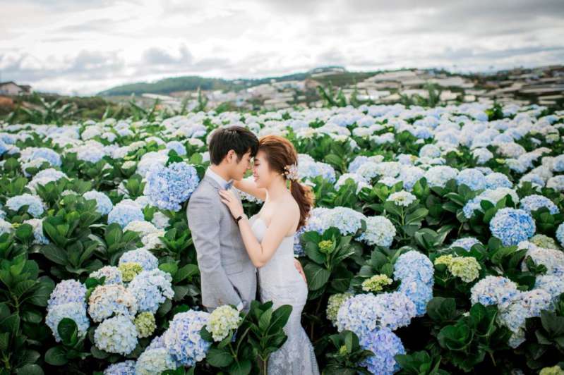 Chụp ảnh cưới cánh đồng hoa cẩm tú cầu