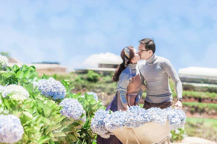 Chụp ảnh cưới cánh đồng hoa cẩm tú cầu đà lạt