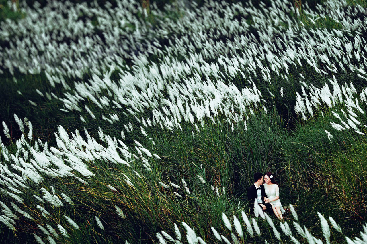 Chụp ảnh cưới đồng cỏ lau đẹp